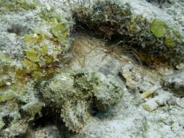 Juvenile Scorpionfish, Yellowline Arrow Crab, Pederson Shrimp IMG 7749